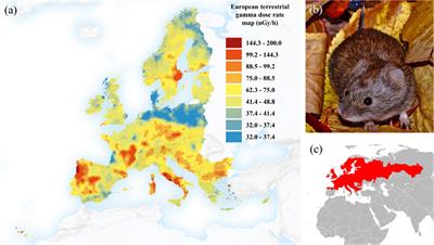 Chronic Background Radiation Correlates With Sperm Swimming Endurance in Bank Voles From Chernobyl